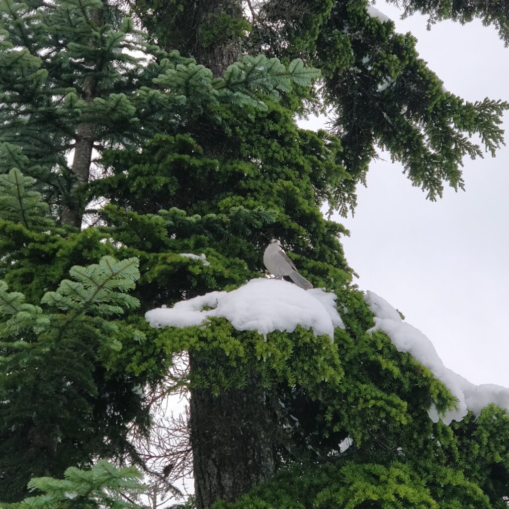 Grey Jay bird resting