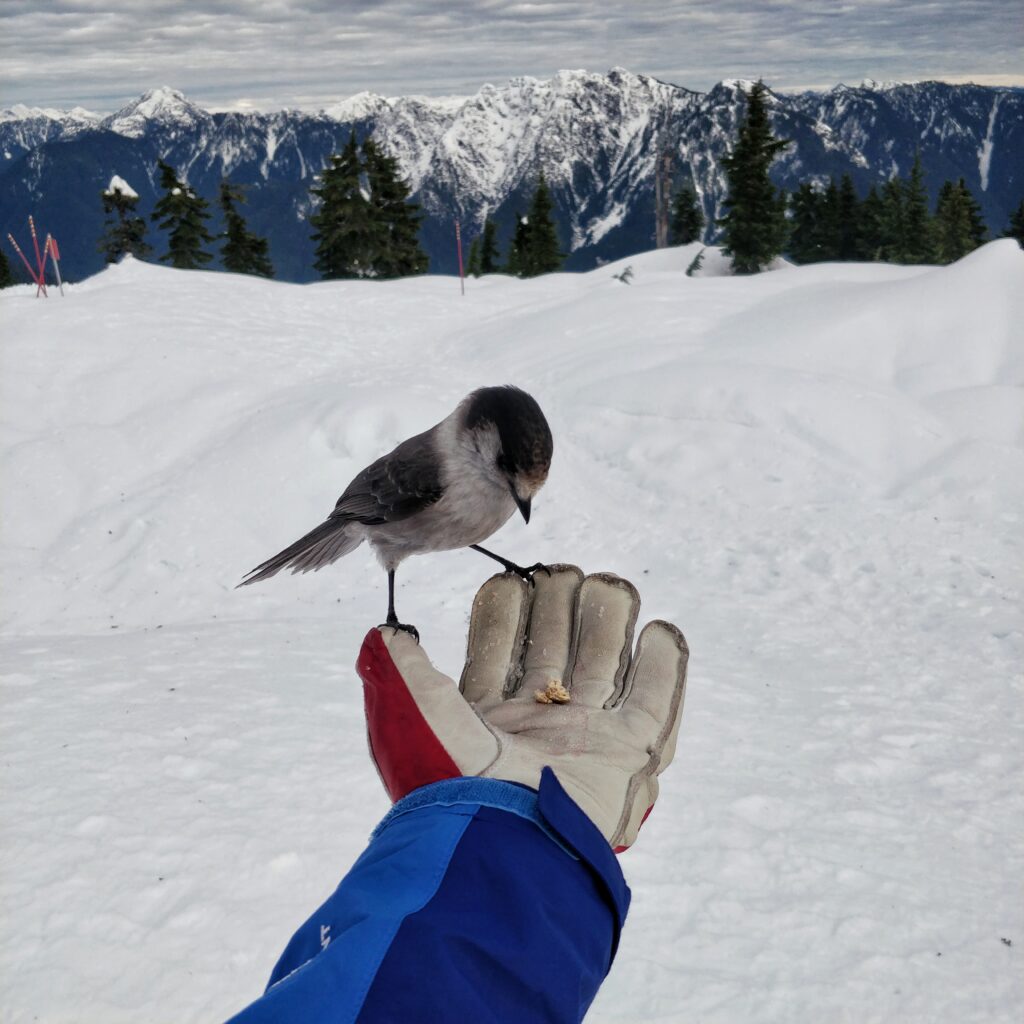 Bird looking at food